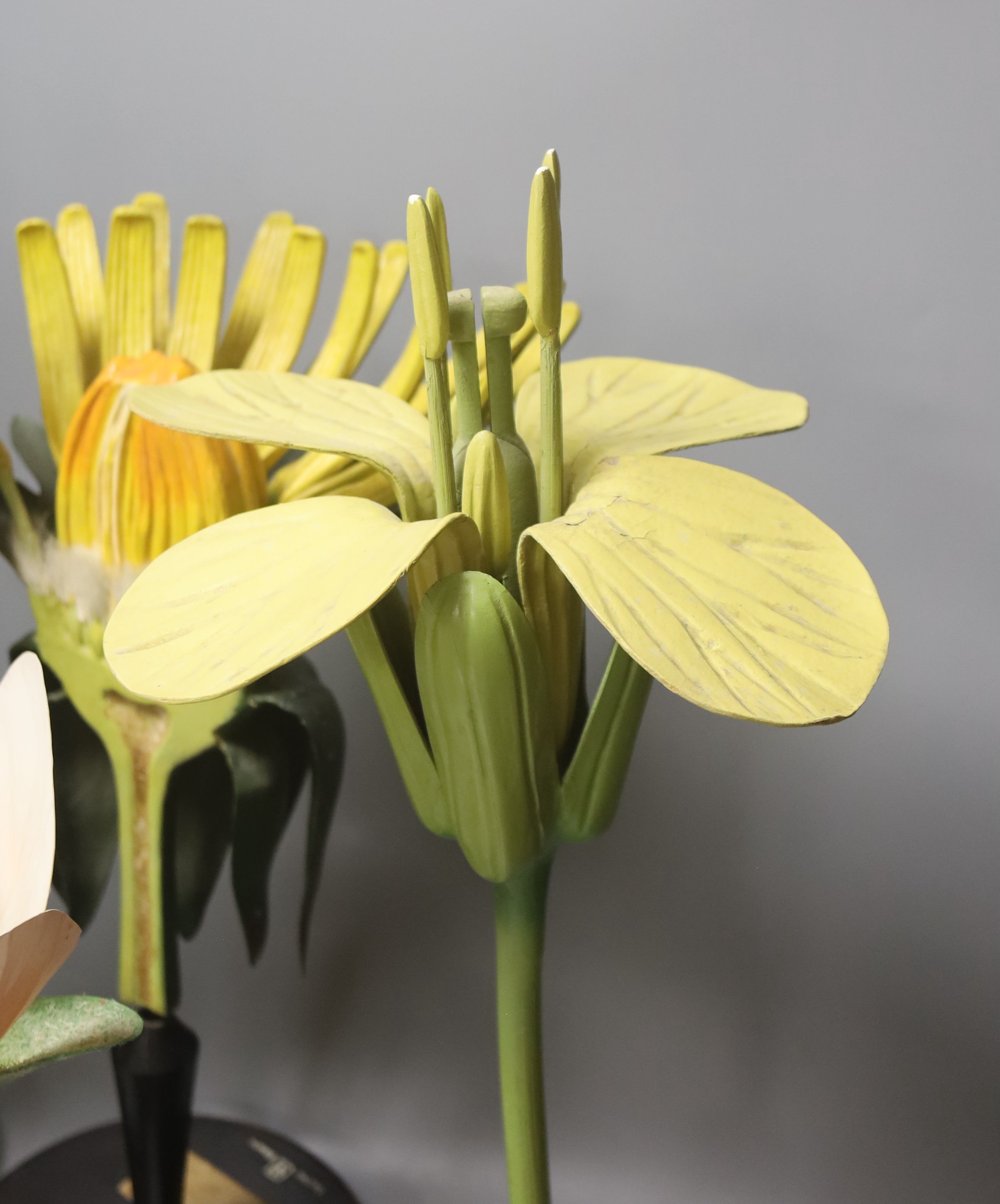 A Group of four 20th century German Brendel botanical specimen / teaching models, assembling models to include Lilium Candidum Lys Fleur, Brassica Cruciferae, Prunus Cesarus and one other, the tallest 51cm high.